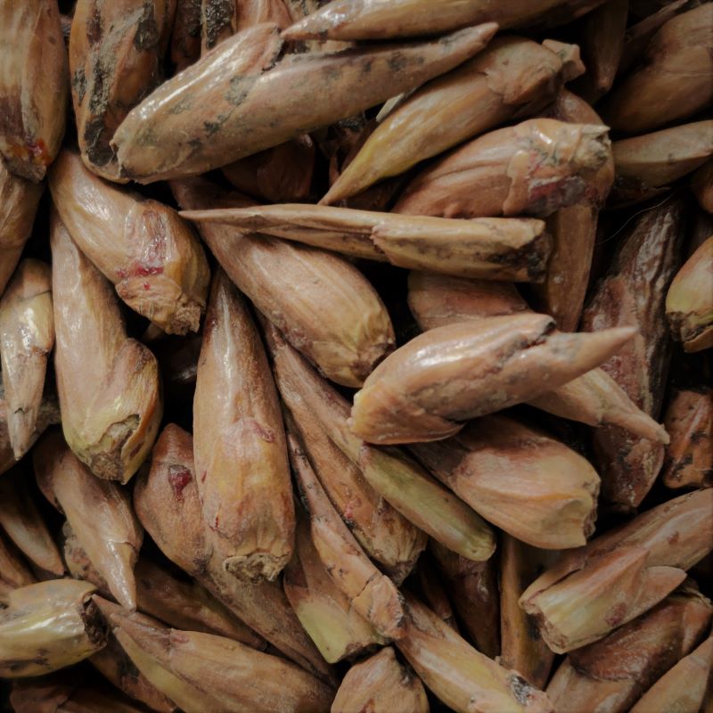 Poplar Buds-Balm of Gilead