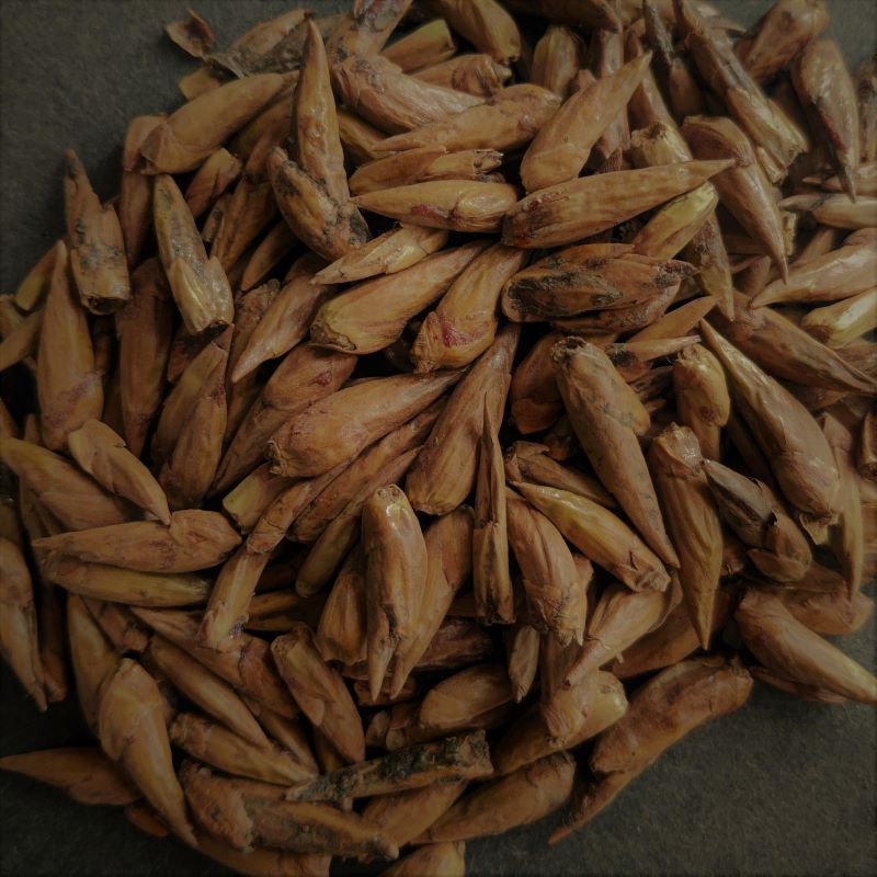 Poplar Buds-Balm of Gilead
