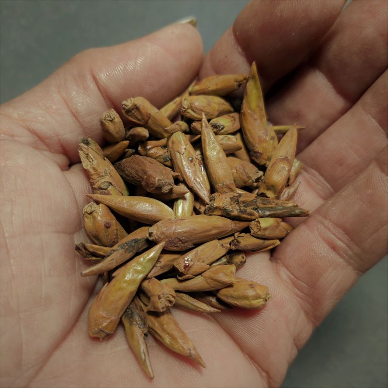 Poplar Buds-Balm of Gilead