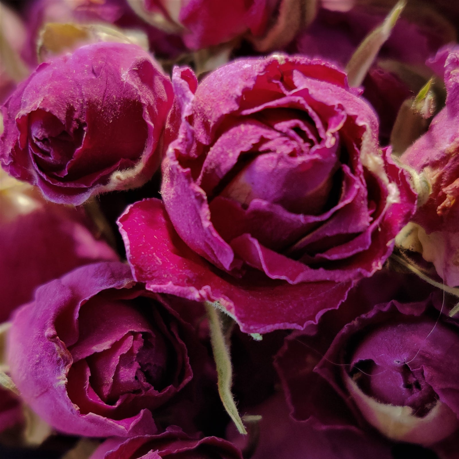 Damask Rosewater-FRESHLY DISTILLED!