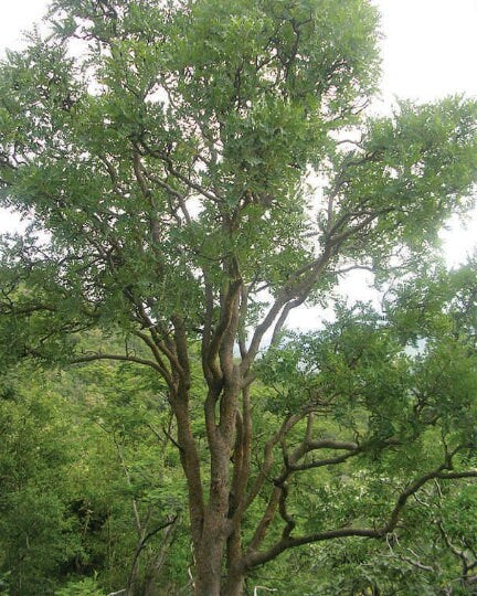 Frankincense Serrata Resin Extract-Boswellic acids