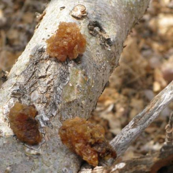 Moonlight Myrrh Essential Oil