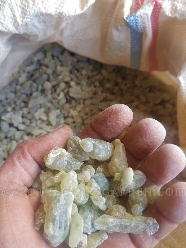 Sultan's Grade Royal Green Hojari Frankincense