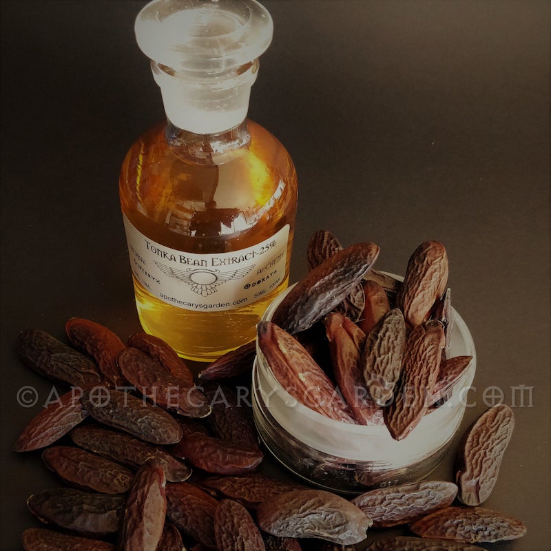 Tonka Bean Absolute Oil - Essential Oil Apothecary