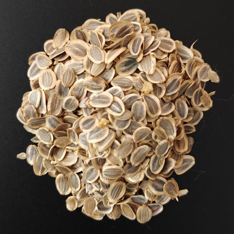 Ammoniacum-seeds