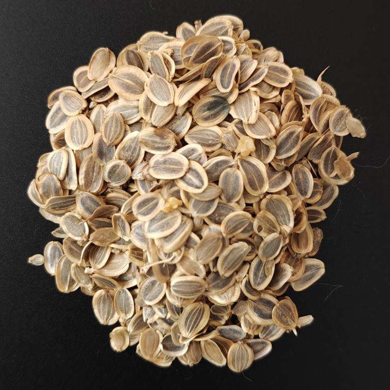 Ammoniacum Seeds