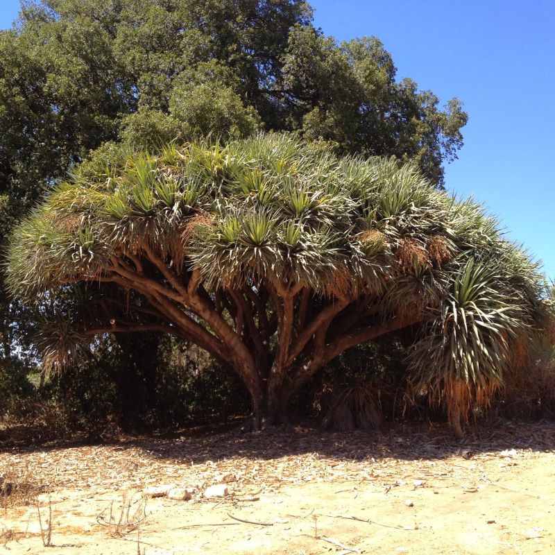 dragon's blood dracaena Dragon's Blood tree Seeds