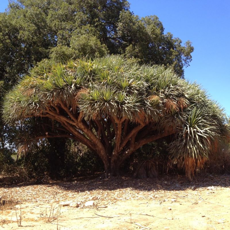 Dragon's Blood tree Seeds