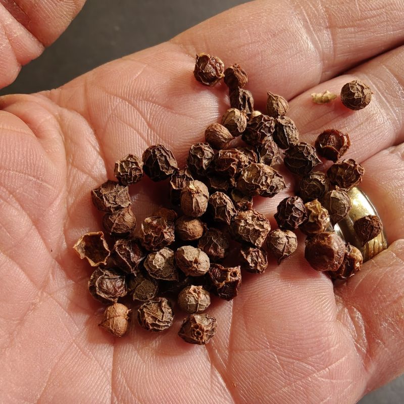 Guggul Seeds-Commiphora Mukul, Bdellium