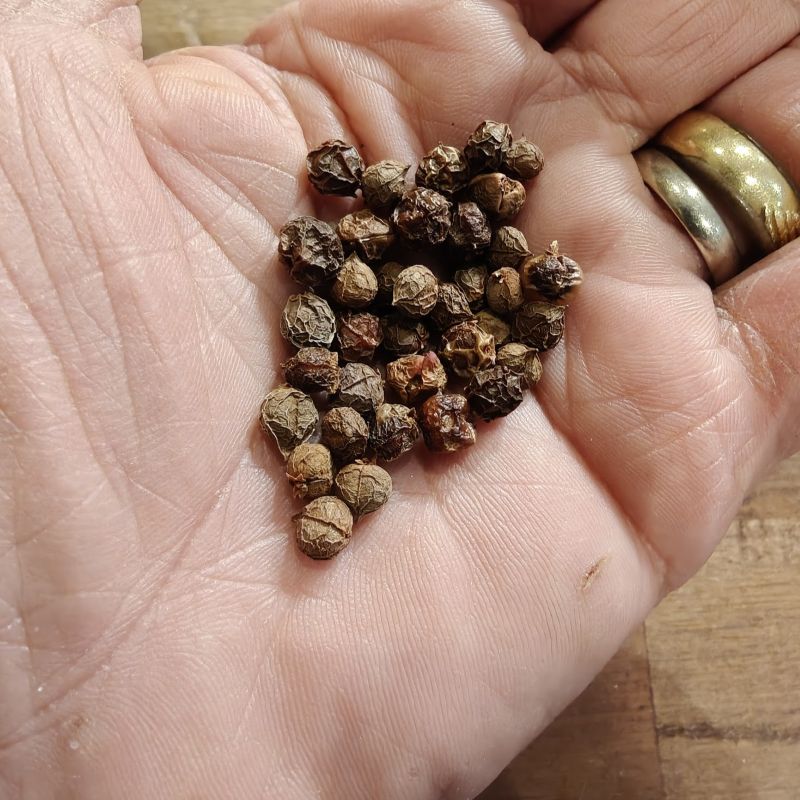 Guggul Seeds-Commiphora Mukul, Bdellium