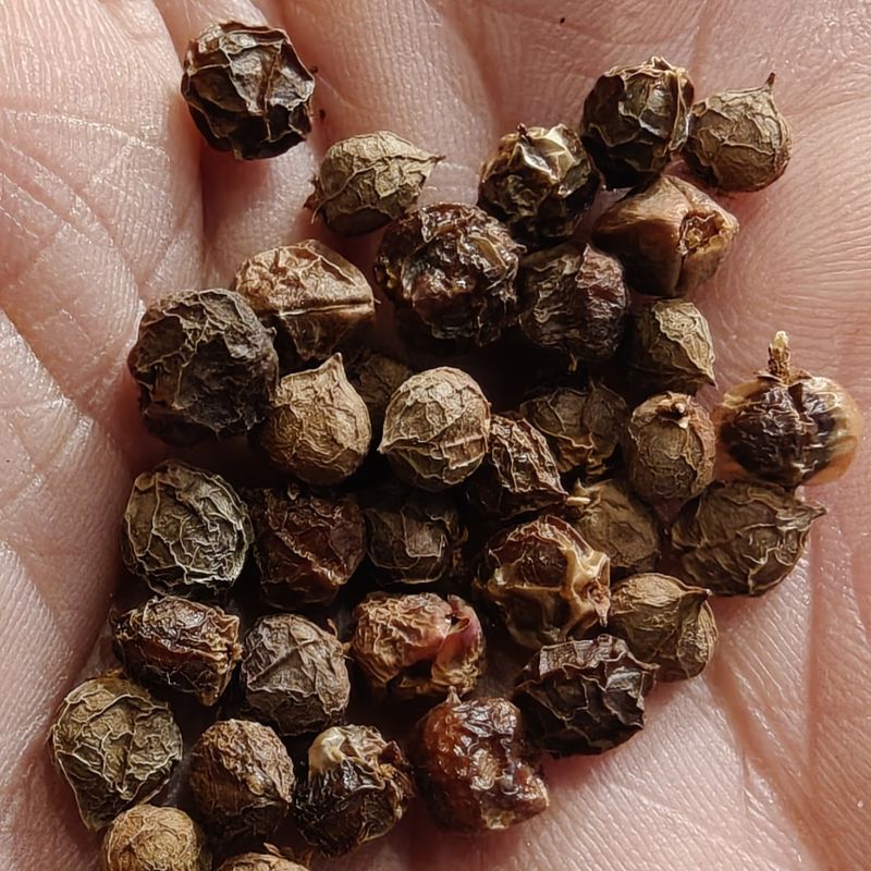 Guggul Seeds-Commiphora Mukul, Bdellium