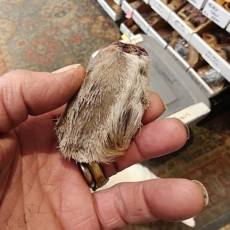 Deer Musk Grains