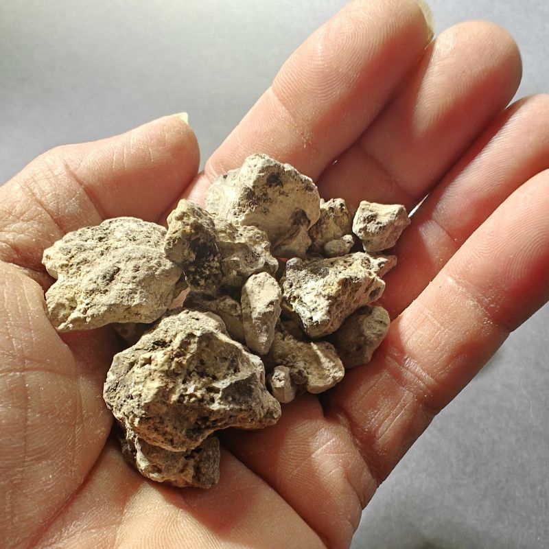 Okume resin, Aucoumea klaineana