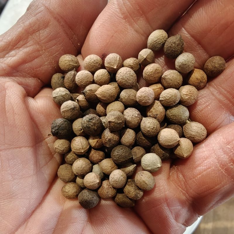 Sandalwood tree seeds-A Gift