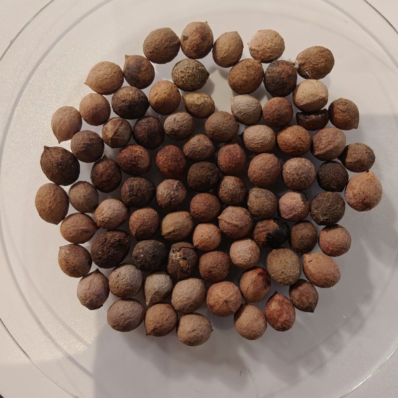 Sandalwood tree seeds-A Gift