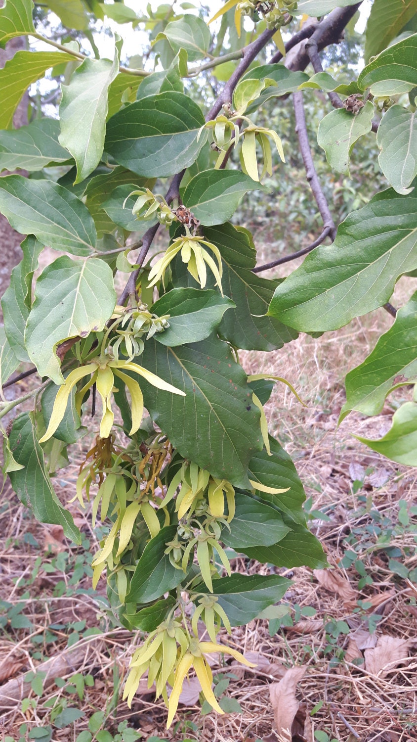 Ylang Ylang Complete essential oil. Artisan distilled-Madagascar-Fair trade