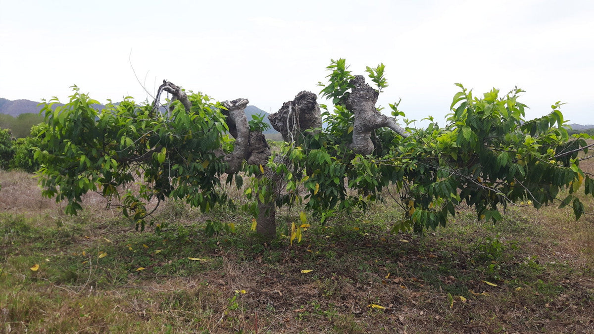 Ylang Ylang Complete essential oil. Artisan distilled-Madagascar-Fair trade