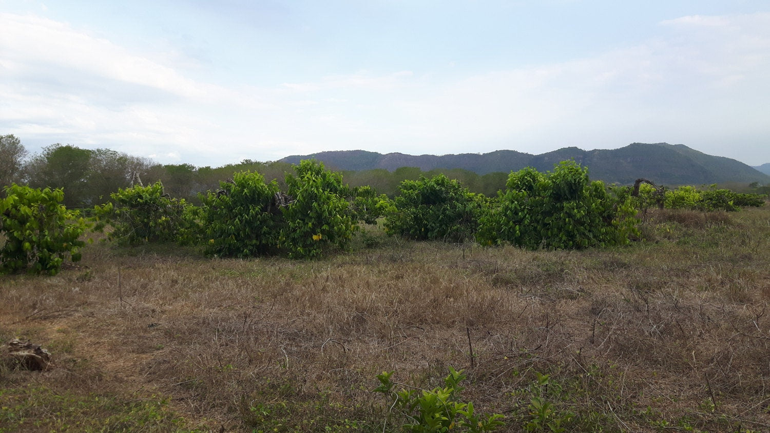 Ylang Ylang Complete essential oil. Artisan distilled-Madagascar-Fair trade