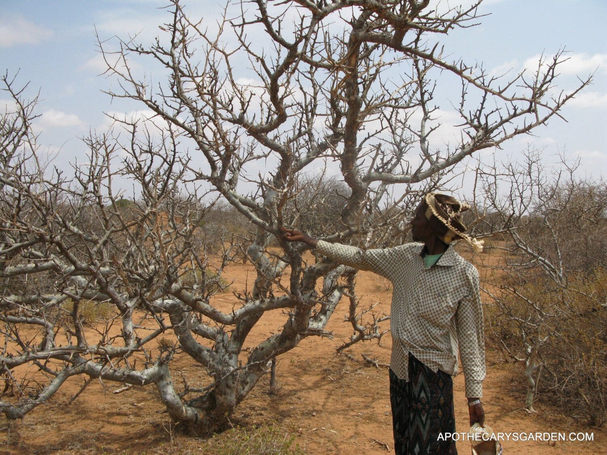 Commiphora Kataf-Scented Myrrh-Sweet Myrrh-Bisabol Myrrh-Uniquely aromatic-Somalia-Sustainable Harvest.