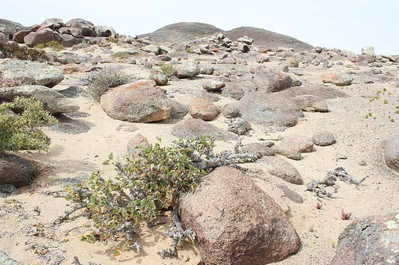 Bushman's Candle Lip Balm. From the Harsh Namib desert-Protects and Preserves- 5 Ml.