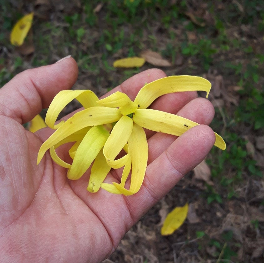 Ylang Ylang Complete essential oil. Artisan distilled-Madagascar-Fair trade