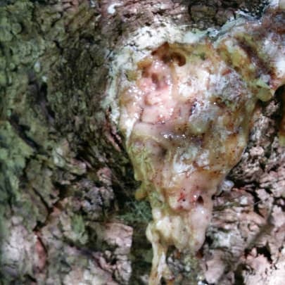 Norway Spruce Resin Extract-For Medicated Oils, Rubs, Balms &amp; Salves Incense-Picea Abies-Powder