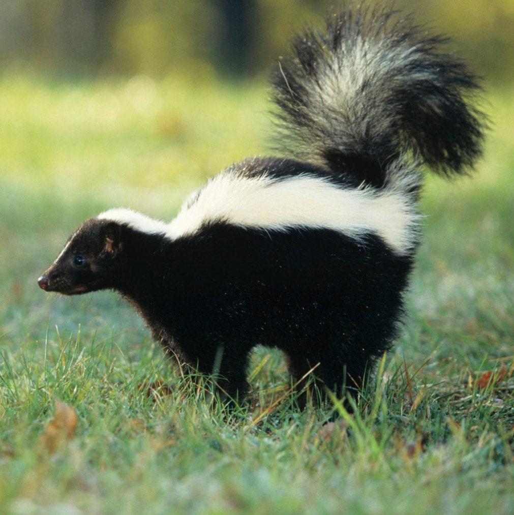 Skunk Perfume tincture-2%-Natural