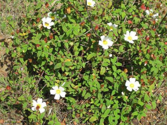 Labdanum Resin-Balm of Gilead-Cistus Ladanifer-Spain. Fresh and Fragrant.