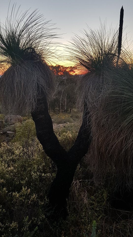 Xanthorrhoea resin, Australian Grass tree resin, Gum Acaroid, Yakka. Sustainably harvested-Australia