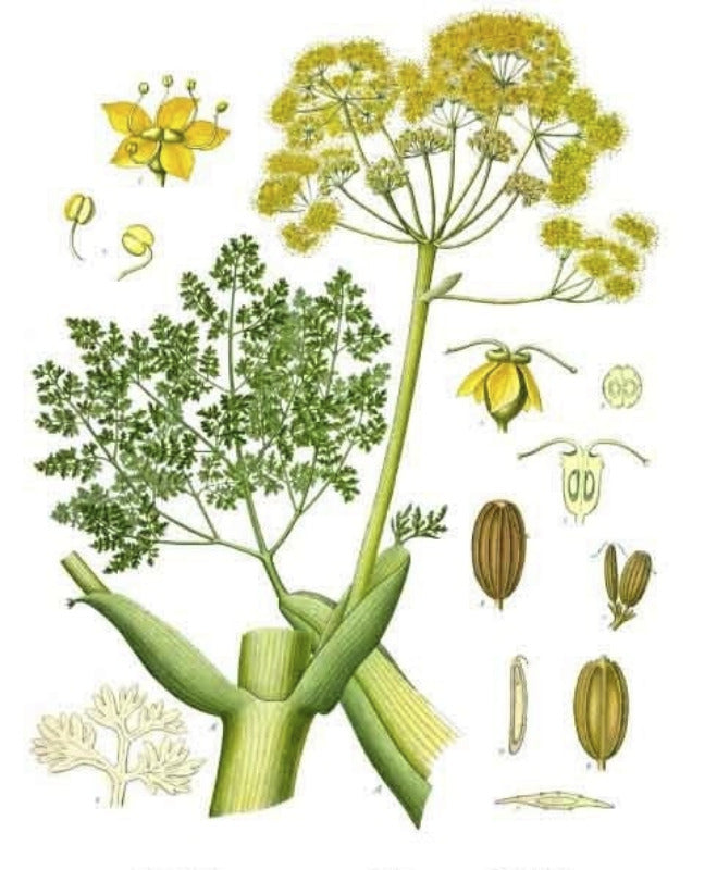 Ammoniacum-Dorema Ammoniacum- For Incense-Medicine and Perfume-Afghanistan