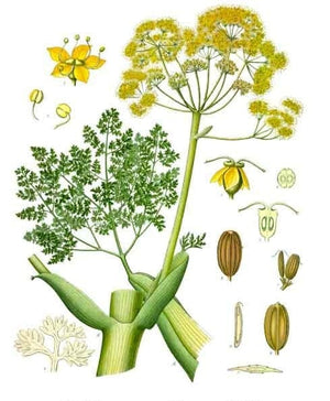 Galbanum Absolute-Artisan crafted in small batches-Ferula Galbaniflua-Afghanistan-A classic natural "Green" fragrance.