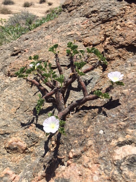 Bushman's Candle Bark-A beautiful Amber aroma-Sustainable & Fair Trade-Collected by the Himba tribe of Namibia-Sarcocaulon mossamedense
