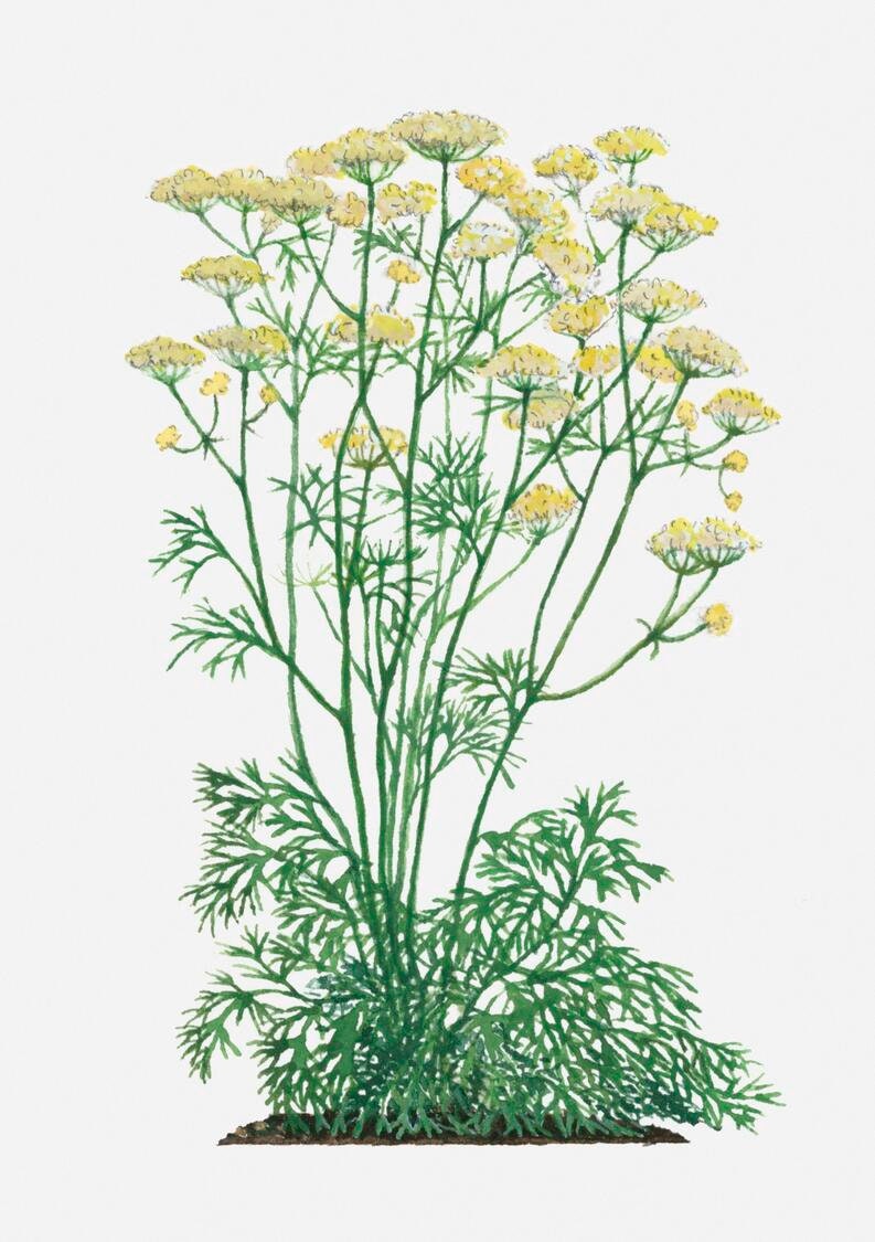 asafoetida plant seeds Asafoetida resin-PURE-Rare Quality