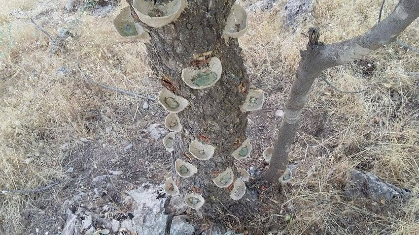 Mount Atlas Mastic-Traditional medicine, Incense & perfume Pistacia Atlantica-Sustainable Harvest-Saqqez