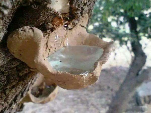 Mount Atlas Mastic-Traditional medicine, Incense & perfume Pistacia Atlantica-Sustainable Harvest-Saqqez