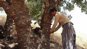Mount Atlas Mastic Essential Oil-Pistacia Atlantica-Sustainable Harvest-Distilled by Dan Riegler-Afghanistan