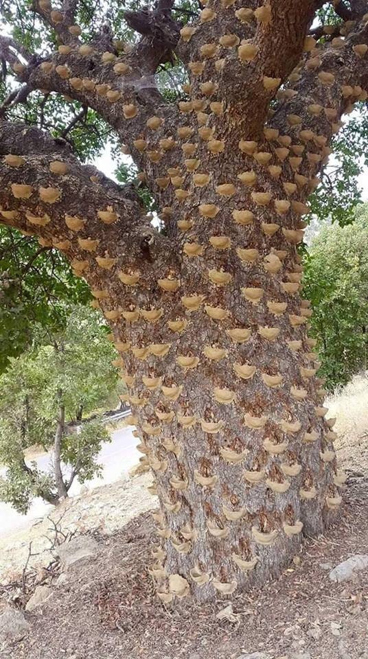 Mount Atlas Mastic-Traditional medicine, Incense & perfume Pistacia Atlantica-Sustainable Harvest-Saqqez