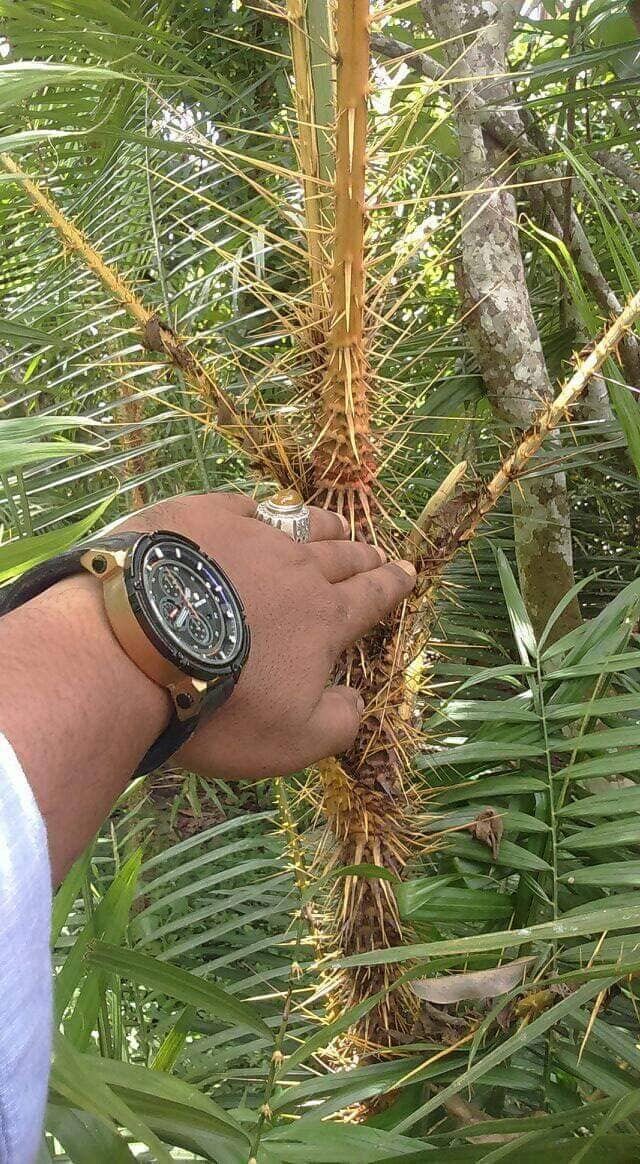 Dragons Blood Oil-Pure & Unscented-A deep Crimson Red. Used to anchor, amplify and augment energetic/spiritual and magical operations.