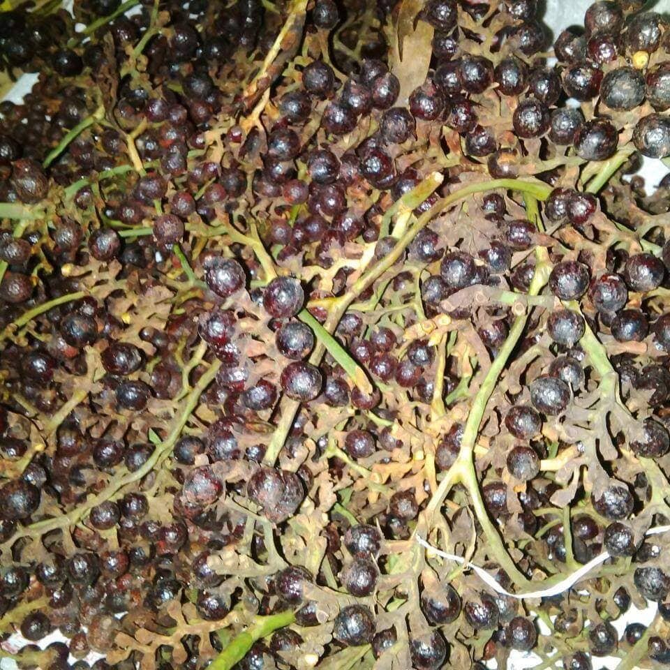 Dragons Blood Oil-Pure & Unscented-A deep Crimson Red. Used to anchor, amplify and augment energetic/spiritual and magical operations.