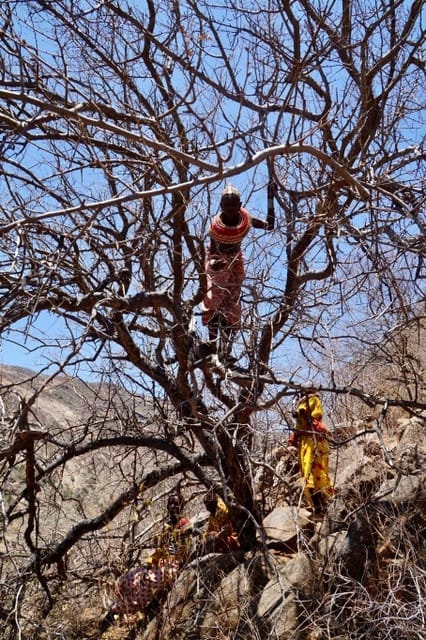 White Frankincense Neglecta-Sustainable Harvest-Fair Trade-Directly from the women of the Samburu & Rindille Tribes-Kenya