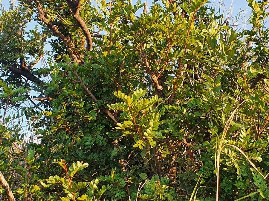 Black Mastic-RARE!!-Pistacia Aetiopica-For incense & perfume-Somalia-Sustainable harvest