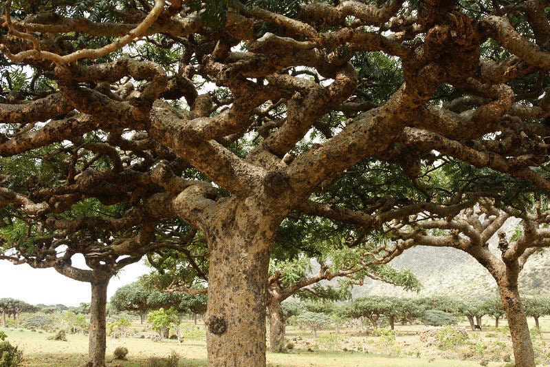 Frankincense Elongata. LIMITED SUPPLY- Socotra/Yemen. A rare Frankincense for incense and perfume. Boswellia elongata.