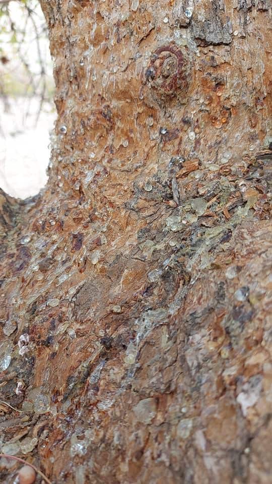 Terebinth resin tears-Biblical aromatic-Pistacia Terebinthus