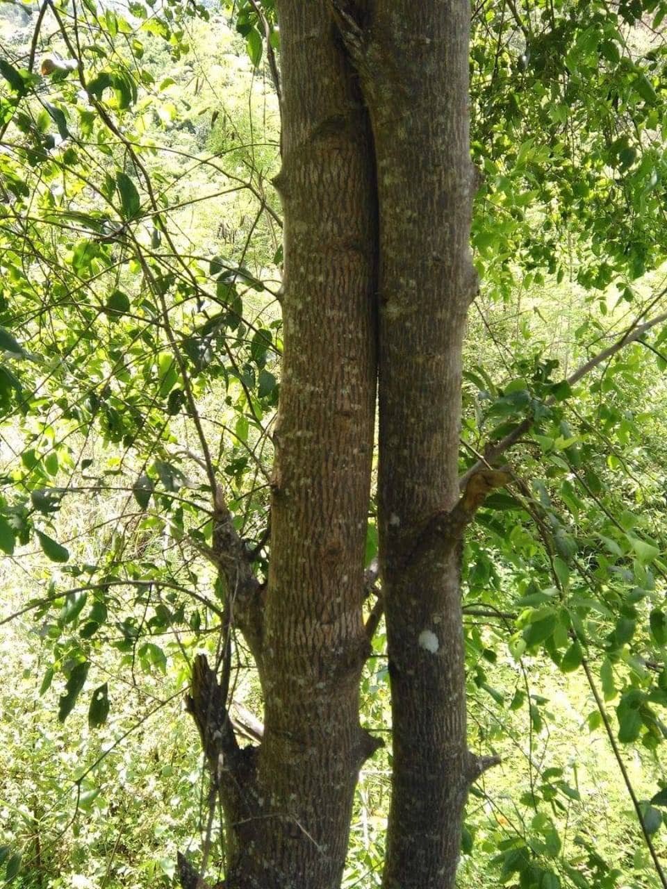 Sandalwood powder, Premium Balloon Dust, Ethically harvested from naturally deceased trees, Santalum Album, Superfine powder, Indonesia,