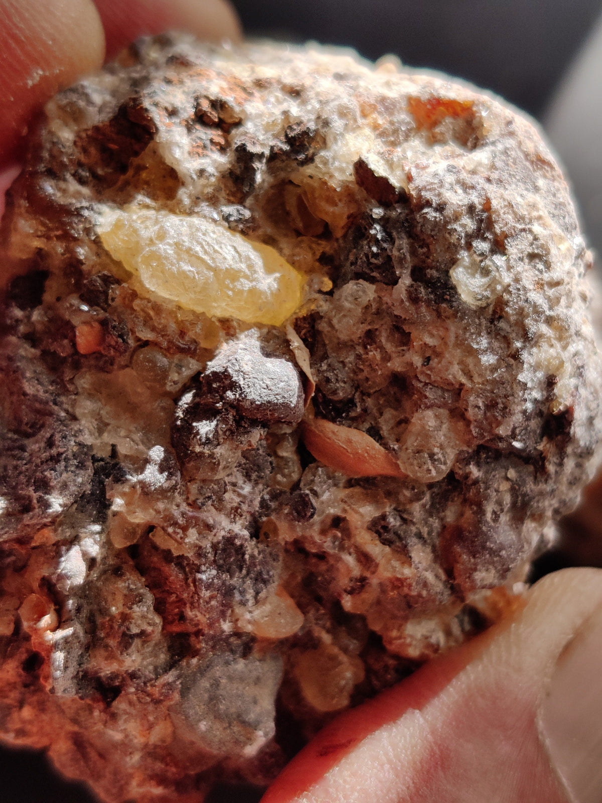 Frankincense Socotrana-Extremely RARE!- Limited supply-Socotra/Yemen. A rare Frankincense for incense and perfume. Boswellia socrotrana.