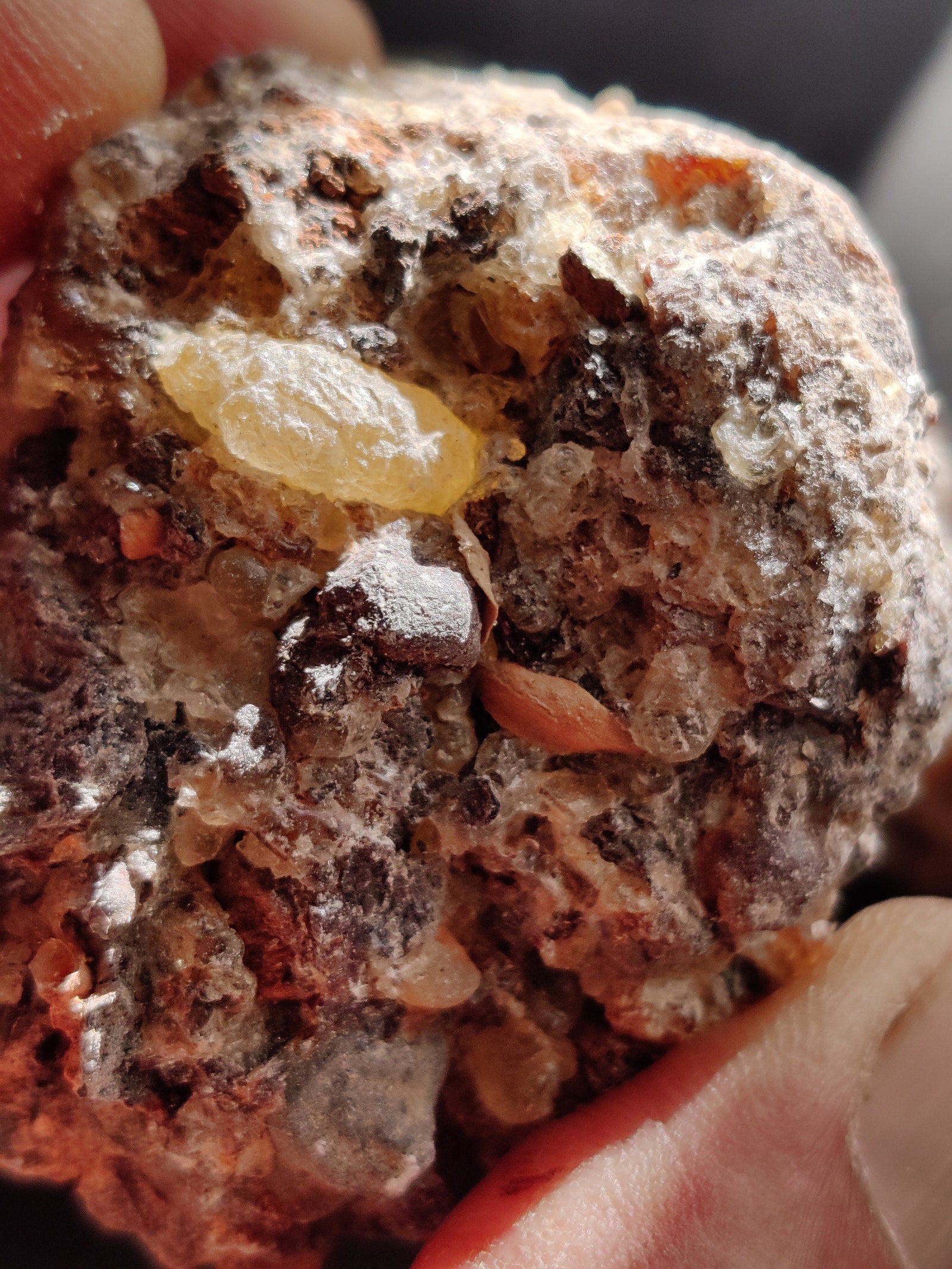 Frankincense Socotrana-Extremely RARE!- Limited supply-Socotra/Yemen. A rare Frankincense for incense and perfume. Boswellia socrotrana.