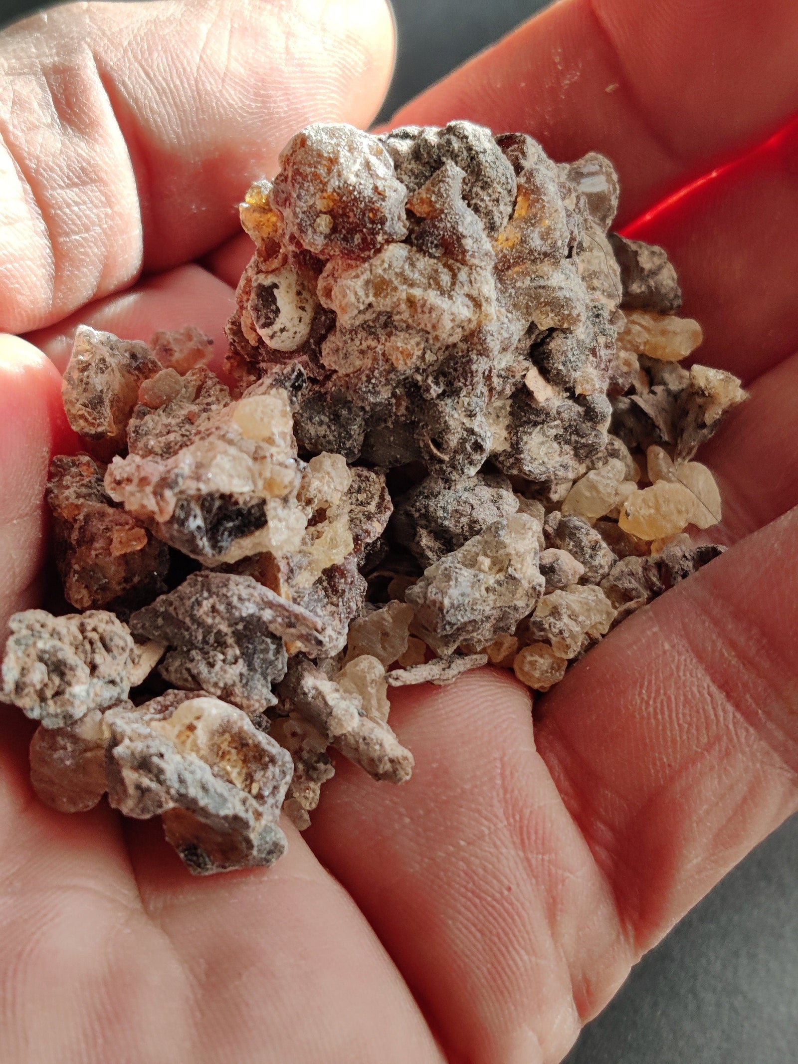 Frankincense Socotrana-Extremely RARE!- Limited supply-Socotra/Yemen. A rare Frankincense for incense and perfume. Boswellia socrotrana.