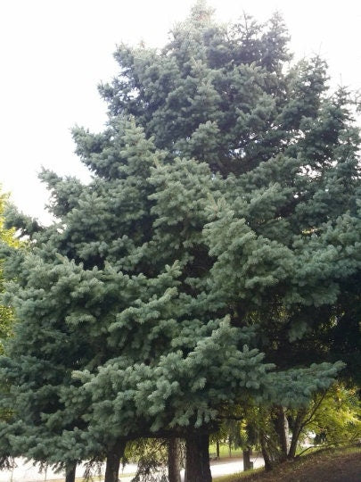 Great Northern Cough and Chest Balm-Spruce Sap. Natural Vics. Natural chest rub-25 Year Anniversary!!