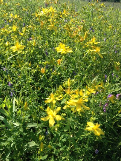 St. John’s Wort Oil-For muscle, joint &amp; nerve pain, varicose and Spider veins. Backaches. An Astrodynamic product