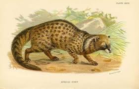 Genuine Civet tincture, Perfume tincture- Musk-Aphrodisiac from Ethiopian Civet paste